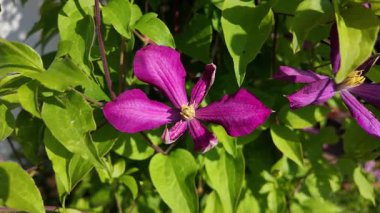 Klematis çiçeği. Clematis terniflora. Çiçek açan klematis, leylak rengi, bahçedeki büyük çiçekler. tırmanma çiçeği. Çiçekli sarmaşıklar.