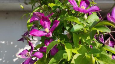 Klematis çiçeği. Clematis terniflora. Çiçek açan klematis, leylak rengi, bahçedeki büyük çiçekler. tırmanma çiçeği. Çiçekli sarmaşıklar.