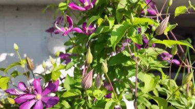 Klematis çiçeği. Clematis terniflora. Çiçek açan klematis, leylak rengi, bahçedeki büyük çiçekler. tırmanma çiçeği. Çiçekli sarmaşıklar.