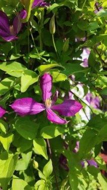 Klematis çiçeği. Clematis terniflora. Çiçek açan klematis, leylak rengi, bahçedeki büyük çiçekler. tırmanma çiçeği. Çiçekli sarmaşıklar.