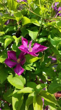 Klematis çiçeği. Clematis terniflora. Çiçek açan klematis, leylak rengi, bahçedeki büyük çiçekler. tırmanma çiçeği. Çiçekli sarmaşıklar.