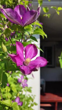 Klematis çiçeği. Clematis terniflora. Çiçek açan klematis, leylak rengi, bahçedeki büyük çiçekler. tırmanma çiçeği. Çiçekli sarmaşıklar.
