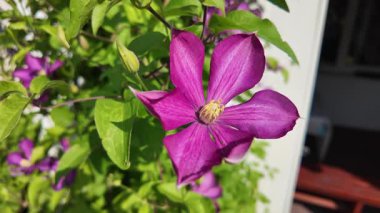 Klematis çiçeği. Clematis terniflora. Çiçek açan klematis, leylak rengi, bahçedeki büyük çiçekler. tırmanma çiçeği. Çiçekli sarmaşıklar.