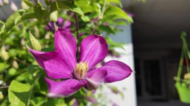 Klematis çiçeği. Clematis terniflora. Çiçek açan klematis, leylak rengi, bahçedeki büyük çiçekler. tırmanma çiçeği. Çiçekli sarmaşıklar.