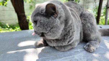Gri İngiliz kedisi. Yavaş çekim video kedi suratı. Mutsuz kedi surat. 4k video.