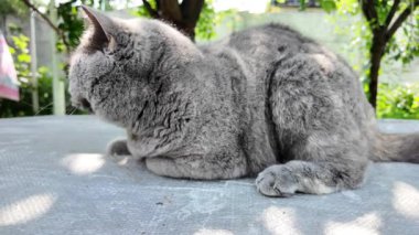 Gri İngiliz kedisi. Yavaş çekim video kedi suratı. Mutsuz kedi surat. 4k video.