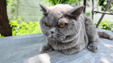 Gri İngiliz kedisi. Yavaş çekim video kedi suratı. Mutsuz kedi surat. 4k video.