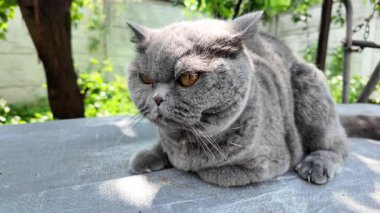 Gri İngiliz kedisi. Yavaş çekim video kedi suratı. Mutsuz kedi surat. 4k video.
