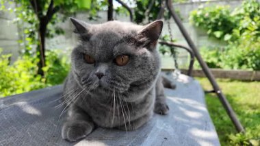 Gri İngiliz kedisi. Yavaş çekim video kedi suratı. Mutsuz kedi surat. 4k video.