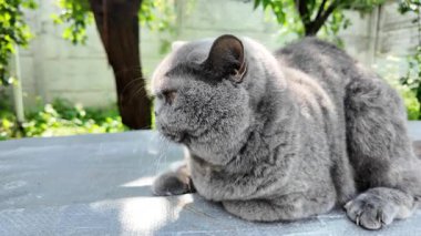 Gri İngiliz kedisi. Yavaş çekim video kedi suratı. Mutsuz kedi surat. 4k video.