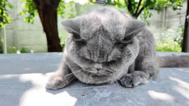 Gri İngiliz kedisi. Yavaş çekim video kedi suratı. Mutsuz kedi surat. 4k video.