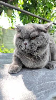 Gri İngiliz kedisi. Yavaş çekim video kedi suratı. Mutsuz kedi surat. 4k video.