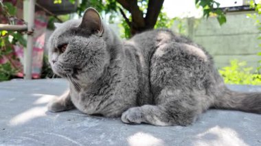 Gri İngiliz kedisi. Yavaş çekim video kedi suratı. Mutsuz kedi surat. 4k video.