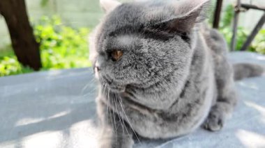 Gri İngiliz kedisi. Yavaş çekim video kedi suratı. Mutsuz kedi surat. 4k video.