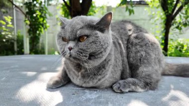 Gri İngiliz kedisi. Yavaş çekim video kedi suratı. Mutsuz kedi surat. 4k video.