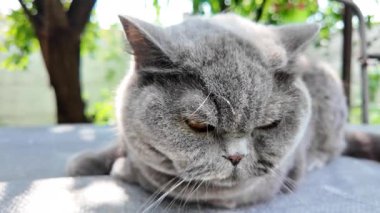 Gri İngiliz kedisi. Yavaş çekim video kedi suratı. Mutsuz kedi surat. 4k video.