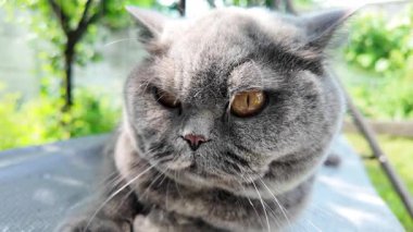 Gri İngiliz kedisi. Yavaş çekim video kedi suratı. Mutsuz kedi surat. 4k video.