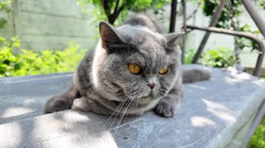 Gri İngiliz kedisi. Yavaş çekim video kedi suratı. Mutsuz kedi surat. 4k video.