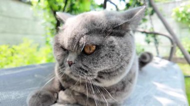 Gri İngiliz kedisi. Yavaş çekim video kedi suratı. Mutsuz kedi surat. 4k video.