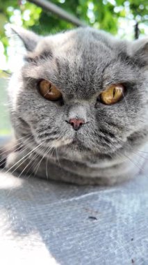 Gri İngiliz kedisi. Yavaş çekim video kedi suratı. Mutsuz kedi surat. 4k video.