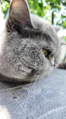 Gri İngiliz kedisi. Yavaş çekim video kedi suratı. Mutsuz kedi surat. 4k video.