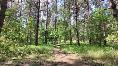 Yavaş çekim video çam ormanı. Ormanda yürüyüş. Doğada yürü. Ağaçların gölgesi. Uzun çam ağaçları olan bir orman. Doğa manzarası. Doğa arkaplanı.