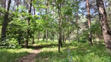 Yavaş çekim video çam ormanı. Ormanda yürüyüş. Doğada yürü. Ağaçların gölgesi. Uzun çam ağaçları olan bir orman. Doğa manzarası. Doğa arkaplanı.