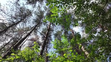 Yavaş çekim video çam ormanı. Ormanda yürüyüş. Doğada yürü. Ağaçların gölgesi. Uzun çam ağaçları olan bir orman. Doğa manzarası. Doğa arkaplanı.