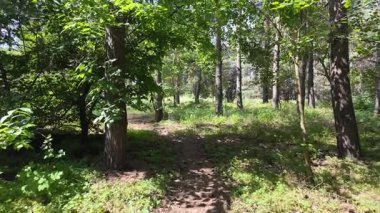 Yavaş çekim video çam ormanı. Ormanda yürüyüş. Doğada yürü. Ağaçların gölgesi. Uzun çam ağaçları olan bir orman. Doğa manzarası. Doğa arkaplanı.