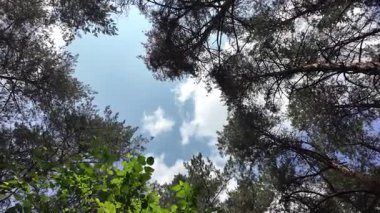 Yavaş çekim video çam ormanı. Ormanda yürüyüş. Doğada yürü. Ağaçların gölgesi. Uzun çam ağaçları olan bir orman. Doğa manzarası. Doğa arkaplanı.