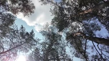 Yavaş çekim video çam ormanı. Ormanda yürüyüş. Doğada yürü. Ağaçların gölgesi. Uzun çam ağaçları olan bir orman. Doğa manzarası. Doğa arkaplanı.