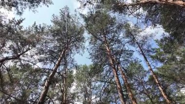 Yavaş çekim video çam ormanı. Ormanda yürüyüş. Doğada yürü. Ağaçların gölgesi. Uzun çam ağaçları olan bir orman. Doğa manzarası. Doğa arkaplanı.