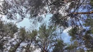 Yavaş çekim video çam ormanı. Ormanda yürüyüş. Doğada yürü. Ağaçların gölgesi. Uzun çam ağaçları olan bir orman. Doğa manzarası. Doğa arkaplanı.
