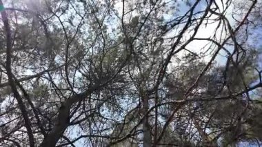 Yavaş çekim video çam ormanı. Ormanda yürüyüş. Doğada yürü. Ağaçların gölgesi. Uzun çam ağaçları olan bir orman. Doğa manzarası. Doğa arkaplanı.