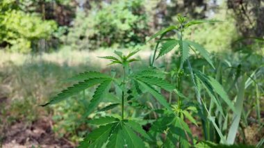 Kenevir çalısı büyüyor. Yetiştirme Çadırında Sağlıklı Kenevir Bitkisi Büyüyor. Kenevir tohumu. Sativa kenevir çalıları. CBD keneviri yetiştiriyorum. Esmer arka planda kenevir yaprakları. Yavaş çekim video 4k.