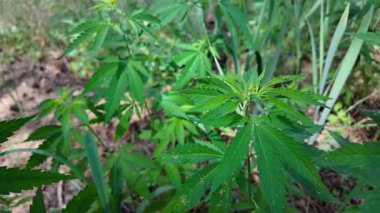 Kenevir çalısı büyüyor. Yetiştirme Çadırında Sağlıklı Kenevir Bitkisi Büyüyor. Kenevir tohumu. Sativa kenevir çalıları. CBD keneviri yetiştiriyorum. Esmer arka planda kenevir yaprakları. Yavaş çekim video 4k.