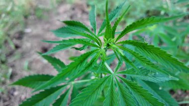 Kenevir çalısı büyüyor. Yetiştirme Çadırında Sağlıklı Kenevir Bitkisi Büyüyor. Kenevir tohumu. Sativa kenevir çalıları. CBD keneviri yetiştiriyorum. Esmer arka planda kenevir yaprakları. Yavaş çekim video 4k.