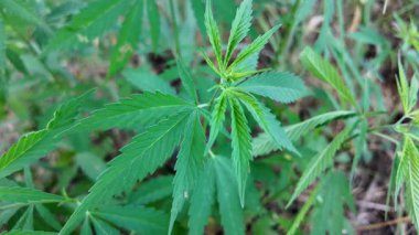 Kenevir çalısı büyüyor. Yetiştirme Çadırında Sağlıklı Kenevir Bitkisi Büyüyor. Kenevir tohumu. Sativa kenevir çalıları. CBD keneviri yetiştiriyorum. Esmer arka planda kenevir yaprakları. Yavaş çekim video 4k.