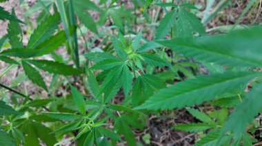 Kenevir çalısı büyüyor. Yetiştirme Çadırında Sağlıklı Kenevir Bitkisi Büyüyor. Kenevir tohumu. Sativa kenevir çalıları. CBD keneviri yetiştiriyorum. Esmer arka planda kenevir yaprakları. Yavaş çekim video 4k.