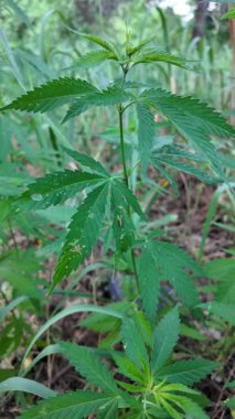 Kenevir çalısı büyüyor. Yetiştirme Çadırında Sağlıklı Kenevir Bitkisi Büyüyor. Kenevir tohumu. Sativa kenevir çalıları. CBD keneviri yetiştiriyorum. Esmer arka planda kenevir yaprakları. Yavaş çekim video 4k.