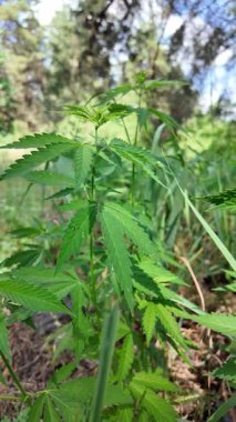 Kenevir çalısı büyüyor. Yetiştirme Çadırında Sağlıklı Kenevir Bitkisi Büyüyor. Kenevir tohumu. Sativa kenevir çalıları. CBD keneviri yetiştiriyorum. Esmer arka planda kenevir yaprakları. Yavaş çekim video 4k.