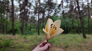 Elinde zambak çiçeği var. Ağır çekim video 4k. Beyaz zambakları elinde tutan kişi. Zambak çiçeği