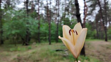 Elinde zambak çiçeği var. Ağır çekim video 4k. Beyaz zambakları elinde tutan kişi. Zambak çiçeği