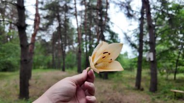 Elinde zambak çiçeği var. Ağır çekim video 4k. Beyaz zambakları elinde tutan kişi. Zambak çiçeği