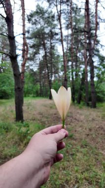 Elinde zambak çiçeği var. Ağır çekim video 4k. Beyaz zambakları elinde tutan kişi. Zambak çiçeği