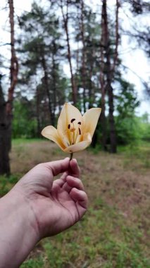 Elinde zambak çiçeği var. Ağır çekim video 4k. Beyaz zambakları elinde tutan kişi. Zambak çiçeği
