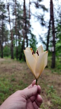 Elinde zambak çiçeği var. Ağır çekim video 4k. Beyaz zambakları elinde tutan kişi. Zambak çiçeği