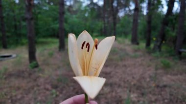 Elinde zambak çiçeği var. Ağır çekim video 4k. Beyaz zambakları elinde tutan kişi. Zambak çiçeği