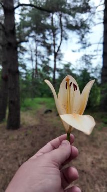 Elinde zambak çiçeği var. Ağır çekim video 4k. Beyaz zambakları elinde tutan kişi. Zambak çiçeği