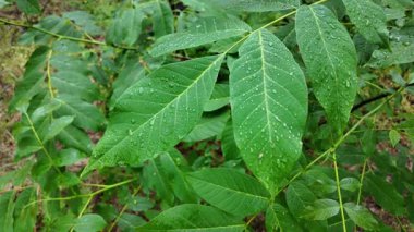 Bahar aylarında yeşil yapraklar ve fındık ağaçları, baharda ceviz ağaçları ve yeşil yapraklar büyür.
